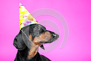 Portrait of funny black and tun dachshund wearing bright dunce`s cap