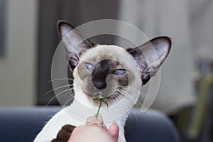 Portrait of funny blue eyes seal-point oriental cat.