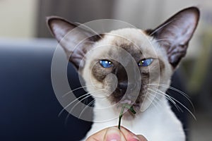 Portrait of funny blue eyes seal-point oriental cat.