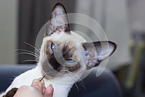 Portrait of funny blue eyes seal-point oriental cat.