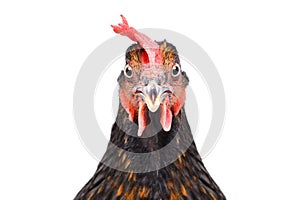 Portrait of a funny brown chicken