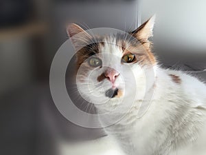 Portrait of funny calico cat