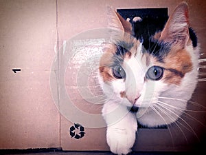 Portrait of funny calico cat playing in a cardboard packaging