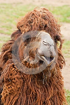 Portrait of funny camel close-up