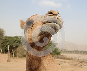 Portrait of funny camel head, Sharjah, UAE