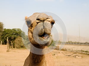 Portrait of funny camel head, Sharjah, UAE