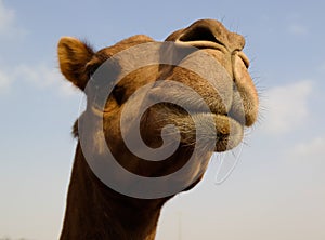 Portrait of funny camel head, Sharjah, UAE