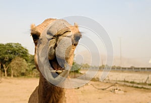 Portrait of funny camel head, Sharjah, UAE
