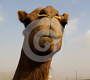 Portrait of funny camel head, Sharjah, UAE