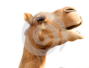 Portrait of funny camel head, Sharjah, UAE