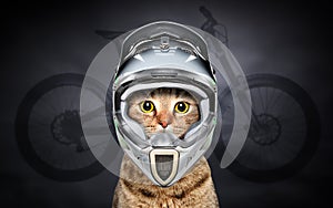 Portrait of a funny cat in cycling helmet