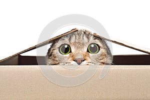 Portrait of a funny cat looking out of the box