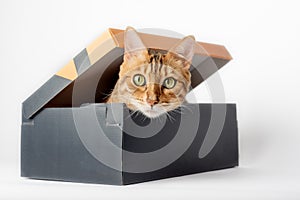 Portrait of a funny cat looking out of a box on a white background