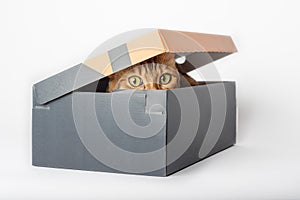 Portrait of a funny cat looking out of a box on a white background