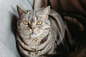 Portrait of a funny cat Scottish Straight breed sitting in a chair