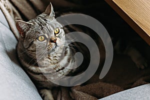 Portrait of a funny cat Scottish Straight breed sitting in a chair