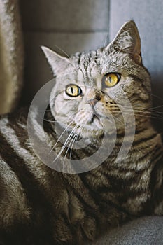 Portrait of a funny cat Scottish Straight breed sitting in a chair