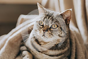 Portrait of a funny cat Scottish Straight breed sitting in a chair