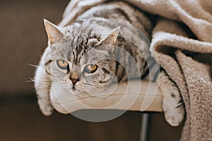 Portrait of a funny cat Scottish Straight breed sitting in a chair