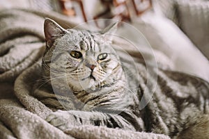 Portrait of a funny cat Scottish Straight breed sitting in a chair