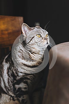 Portrait of a funny cat Scottish Straight breed,sitting at the table, dark background