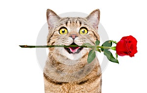 Portrait of a funny cat Scottish Straight with a rose in his mouth