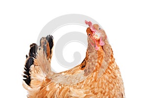 Portrait of a funny chicken isolated on white background