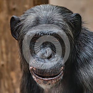 Portrait of funny Chimpanzee with a smugly smile