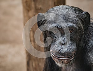 Portrait of funny Chimpanzee with a smugly smile, at smooth back