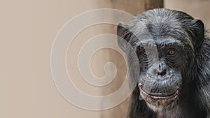 Portrait of funny Chimpanzee with a smugly smile, at smooth back