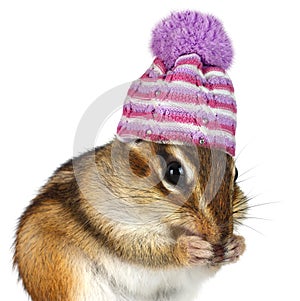 Portrait of funny chipmunk with hat on white