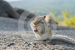 Portrait of a funny chipmunk with with huge jowls