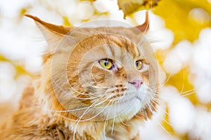 Portrait of Funny Clever Ginger Maine Coon Cat on the Autumn Leaves Background