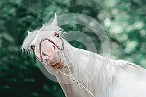 portrait of funny crazy isabelline horse