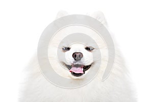 Portrait of a funny cross-eyed Pomeranian Spitz photo