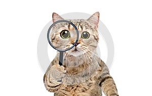 Portrait of a funny curious cat scottish straight looking through a magnifying glass