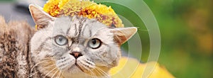 Portrait of funny cute cat crowned flower chaplet