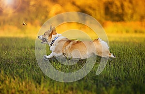 Portrait of funny cute Corgi dog puppy running in Sunny meadow on green grass and catching up with flying butterfly in warm light