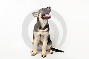 portrait funny cute german shepherd dog puppy looking up. cute dog studio shot on isolated white background with copy