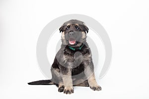 portrait funny cute german shepherd dog puppy looking up. cute dog studio shot on isolated white background with copy