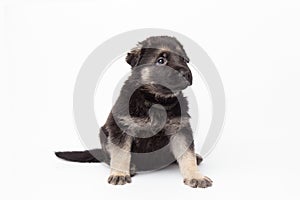 portrait funny cute german shepherd dog puppy looking up. cute dog studio shot on isolated white background with copy