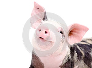 Portrait of funny cute piglet