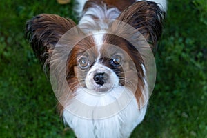 Portrait of a funny and cute purebred papillon dog looking at the camera. Pedigreed continental toy spaniel standing on the grass