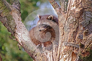 Portrait of funny cute raccoon sitting at the tree, hiding and watching down