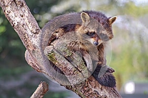 Portrait of funny cute raccoon sitting at the tree, hiding and watching down