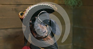 Portrait of funny dachshund dog in tricorn colonial hat of Victorian era and with eye patch, who turns head from side to