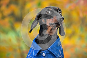 Portrait of funny dachshund puppy wearing blue cotton shirt, who looks askance at someone with a suspicious look during