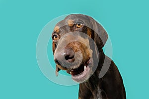 Portrait funny doberman puppy dog making a face. Isolated on blue background