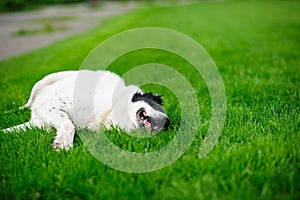 portrait of funny dog