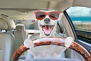 Portrait of a funny dog behind the wheel of a car